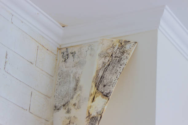 Trusted Ko Olina, HI Mold Removal Experts